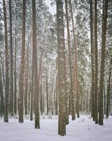 chute de neige dans une pin forêt sur une hiver nuageux journée. pin les troncs couvert avec neige. ancien film esthétique. photo