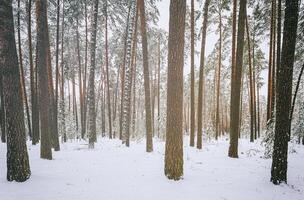 chute de neige dans une pin forêt sur une hiver nuageux journée. pin les troncs couvert avec neige. ancien film esthétique. photo