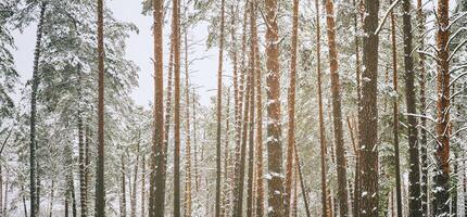 chute de neige dans une pin forêt sur une hiver nuageux journée. pin les troncs couvert avec neige. ancien film esthétique. photo