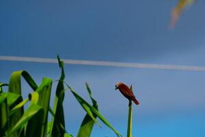 des oiseaux sur une feuilles photo