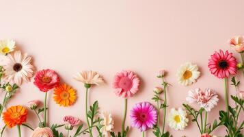 de haut en bas vue de une brillant Cadre composé de coloré gerbera fleurs sur une rose Contexte. photo