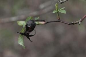 la nature Contexte photo