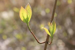 la nature Contexte photo