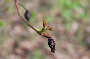 la nature Contexte photo