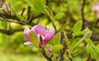 bourgeons de magnolia rose, fleurs non ouvertes. arbres en fleurs au début du printemps photo