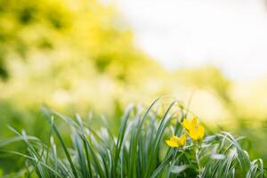 printemps ou été et abstrait la nature Contexte avec herbe champ. Contexte avec vert herbe champ et bokeh lumière. été Contexte. photo