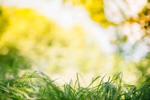 printemps ou été et abstrait la nature Contexte avec herbe champ. Contexte avec vert herbe champ et bokeh lumière. été Contexte. photo