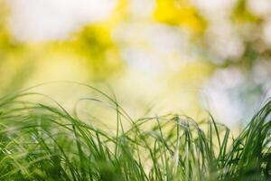 printemps ou été et abstrait la nature Contexte avec herbe champ. Contexte avec vert herbe champ et bokeh lumière. été Contexte. photo