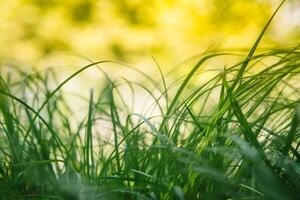 printemps ou été et abstrait la nature Contexte avec herbe champ. Contexte avec vert herbe champ et bokeh lumière. été Contexte. photo