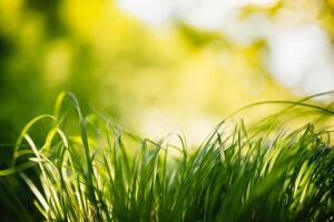 printemps ou été et abstrait la nature Contexte avec herbe champ. Contexte avec vert herbe champ et bokeh lumière. été Contexte. photo