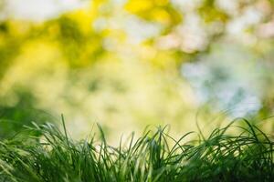 printemps ou été et abstrait la nature Contexte avec herbe champ. Contexte avec vert herbe champ et bokeh lumière. été Contexte. photo