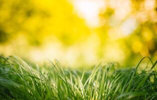 printemps ou été et abstrait la nature Contexte avec herbe champ. Contexte avec vert herbe champ et bokeh lumière. été Contexte. photo