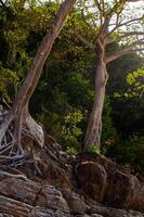 arbre les racines sur le plage abstrait photo