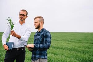 deux agriculteur permanent dans une vert blé champ et secouer mains photo