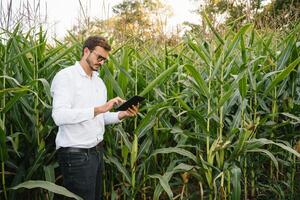 content agriculteur dans le champ vérification blé les plantes pendant une ensoleillé été jour, agriculture et nourriture production concept. photo