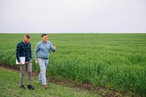 deux Les agriculteurs dans une champ examiner blé culture. photo