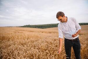 Jeune agriculteur ingénieur permanent sur blé champ. photo