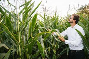 portrait de une agriculteur souriant à le caméra, à la recherche et vérification le champ de blé, légumes verts Contexte. photo