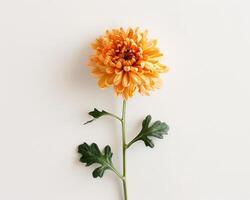 Orange chrysanthème sur blanc photo