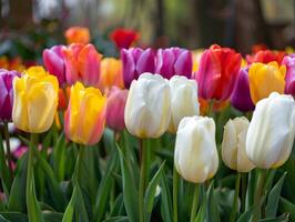 multicolore tulipe champ dans Floraison photo