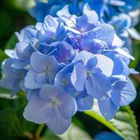 vibrant bleu hortensias photo