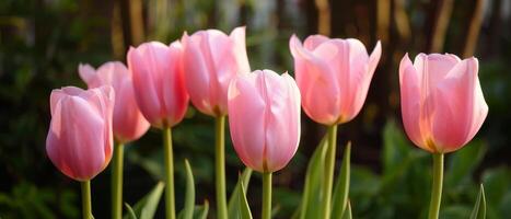 rose tulipes dans doux lumière photo