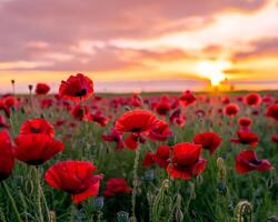 coquelicot champ le coucher du soleil panorama photo