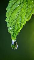 feuille avec l'eau gouttelette photo