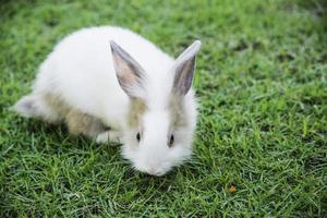 Lapin lapin mange de l'herbe dans le jardin photo