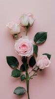 romantique rose des roses encore la vie photo