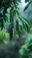 gouttes de pluie sur les feuilles vertes photo