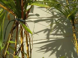 Jaune bambou arbre avec ciment mur Contexte photo