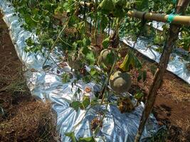 Frais melons ou vert melons ou cantaloup melons les plantes croissance dans serre prise en charge par chaîne melon filets. photo