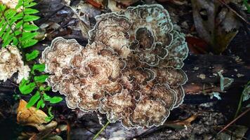 une pile de l'automne champignons, avec divers formes et couleurs, vautré à travers le forêt sol, création une Naturel travail de art. photo
