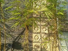 Jaune bambou croissance à côté de mur photo