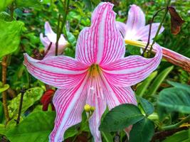rose amaryllis fleur fleurit dans le jardin avec amaryllis arrière-plan, amaryllis double fleurs, doux concentrer photo