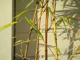 Jaune bambou arbre avec ciment mur Contexte photo