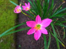 zéphyranthes rosea, communément connu comme le rose pluie lis, est une espèce de pluie lis originaire de à Pérou et Colombie. photo