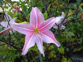 rose amaryllis fleur fleurit dans le jardin avec amaryllis arrière-plan, amaryllis double fleurs, doux concentrer photo