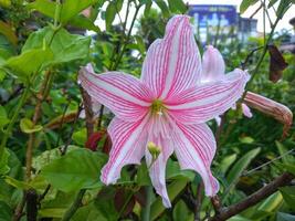 rose amaryllis fleur fleurit dans le jardin avec amaryllis arrière-plan, amaryllis double fleurs, doux concentrer photo