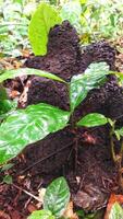 sauvage plante croissance dans le forêt photo