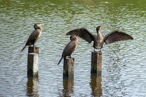 3 comorants sur 3 en bois poteaux dans le mer photo