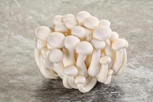 Japonais Shimeji champignon pour cuisine photo