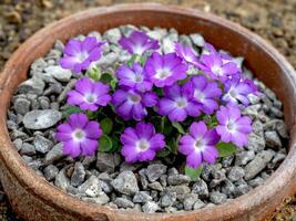 violet fleurs de primula allionii lepus dans une argile pot photo