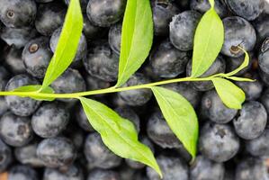 fraîchement choisi myrtilles sur olive bois photo