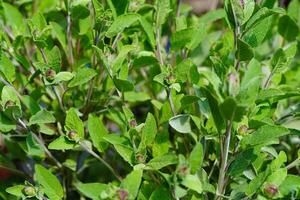 sauge feuilles sur olive bois photo