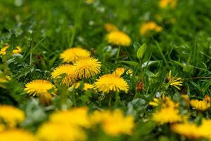 une Prairie avec pissenlit fleurs photo