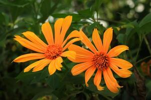 tithonie fleur fleurit dans le jardin. tithonie fleur avoir Latin nommé tithonie diversifolia. tithonie diversifolia fleur de asteraceae famille photo