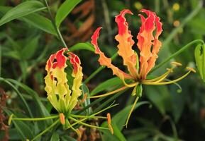 Feu lis a Latin nommé gloriosa superba de colchicacées. Feu fleur comme connaître flamme lis fleur ou chanté fleur a beauté couleur. cette fleur grandir dans le jardin photo