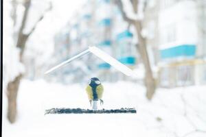 mésange volé en haut à le transparent mangeoire et mange le graines. hivernage de des oiseaux dans du froid des pays, dans le ville photo